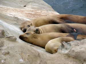 Oergezond-gezondheidsdeskundige