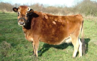 alt-jersey melk-oergezond.nu