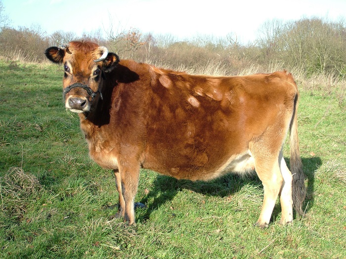 alt-jersey melk-oergezond.nu